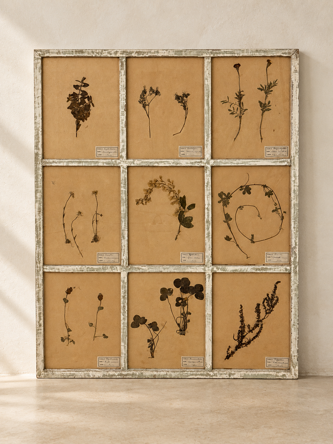 COMPOSICIÓN DE 9 HERBARIOS ANTIGUOS EN MARCO BLANCO LINO