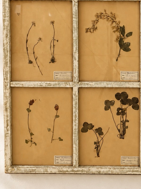 COMPOSITION DE 9 HERBIERS ANCIENS EN CADRE BLANC LIN