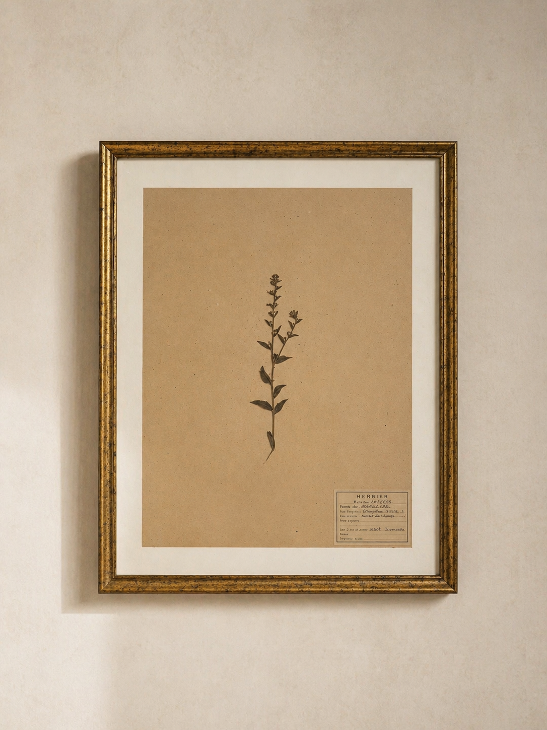 CUSTOM HERBARIUM FRAMING