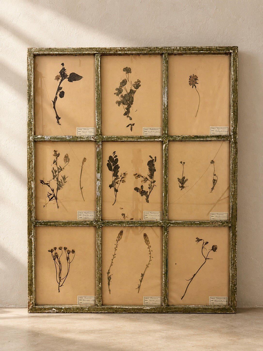 COMPOSITION DE 9 HERBIERS ANCIENS EN CADRE VERT