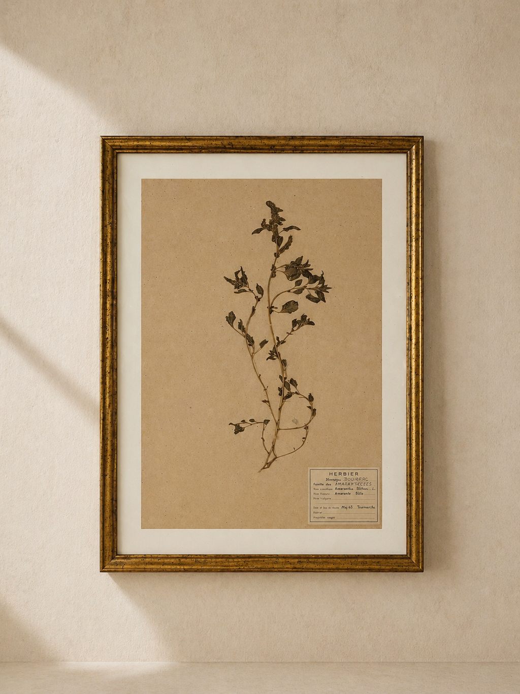 ENACADREMENTS SUR MESURE POUR HERBIERS
