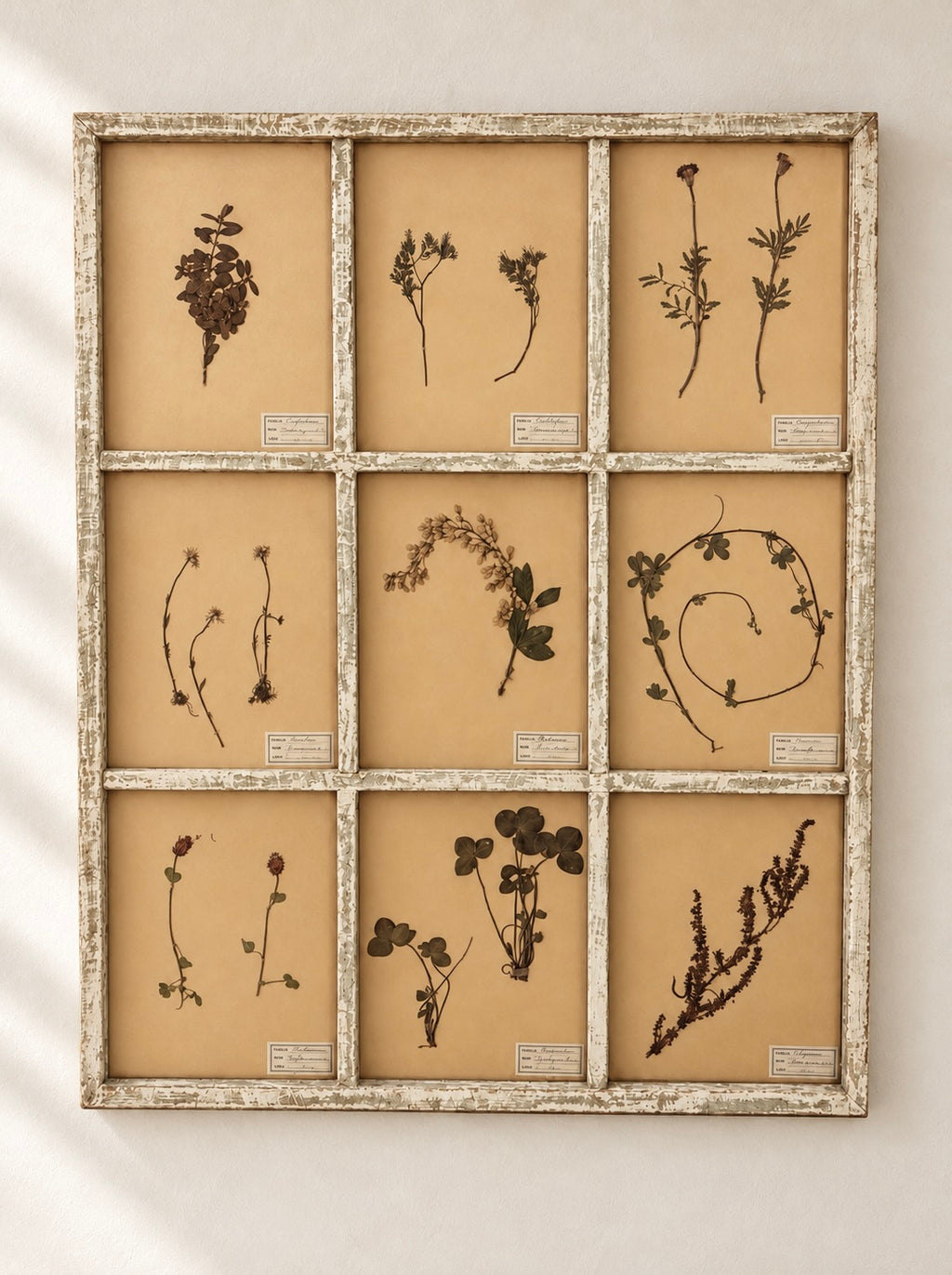COMPOSICIÓN DE 9 HERBARIOS ANTIGUOS EN MARCO BLANCO LINO