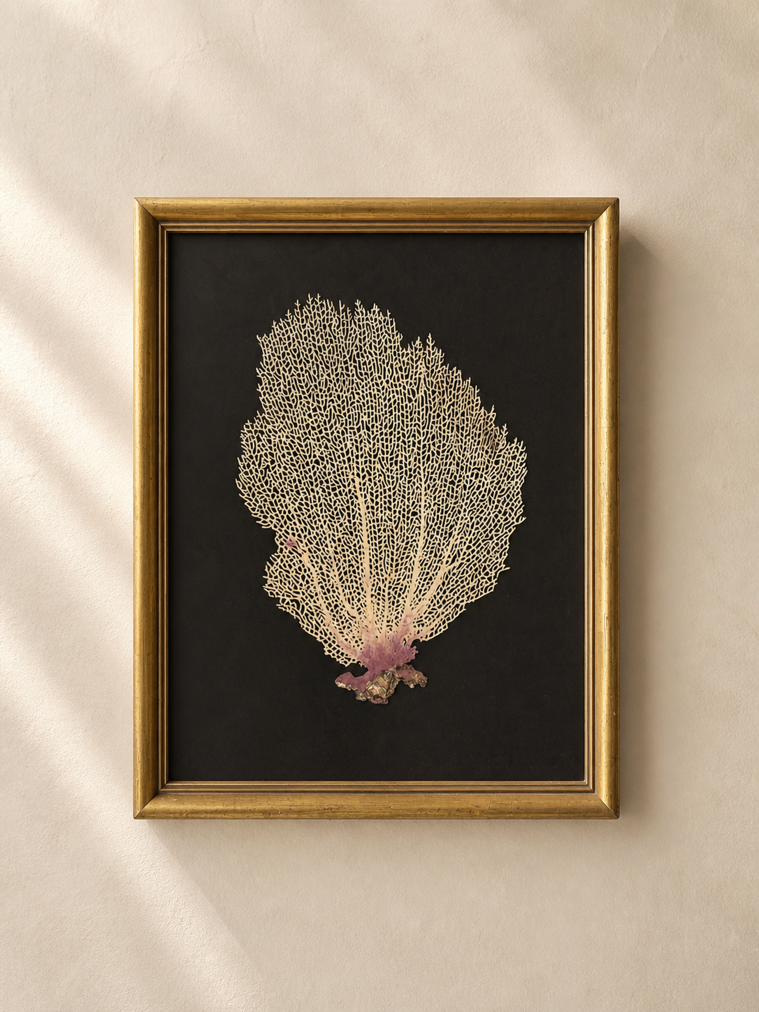 FRAMED NATURAL GORGONIAN CORAL
